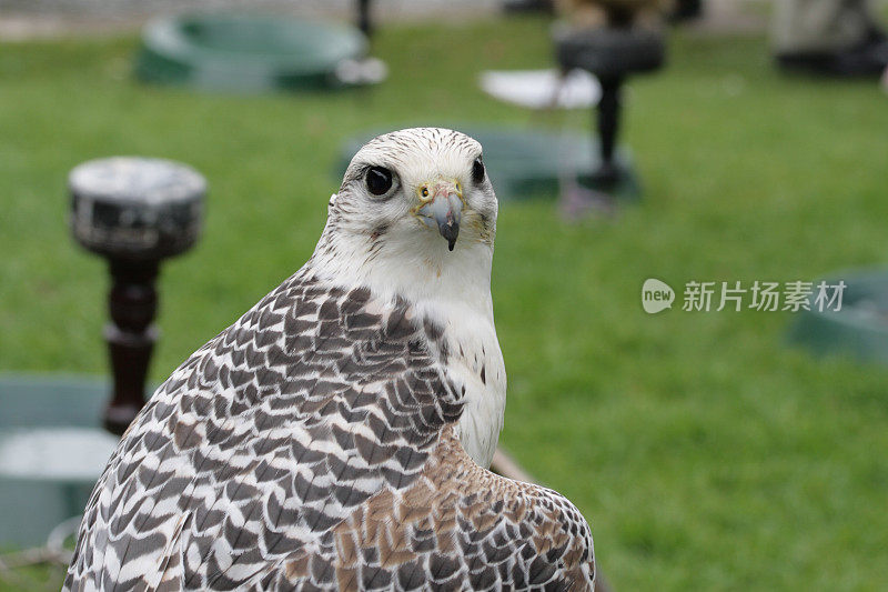 猎鹰狩猎中的猎鹰(Gyrfalcon / Saker)